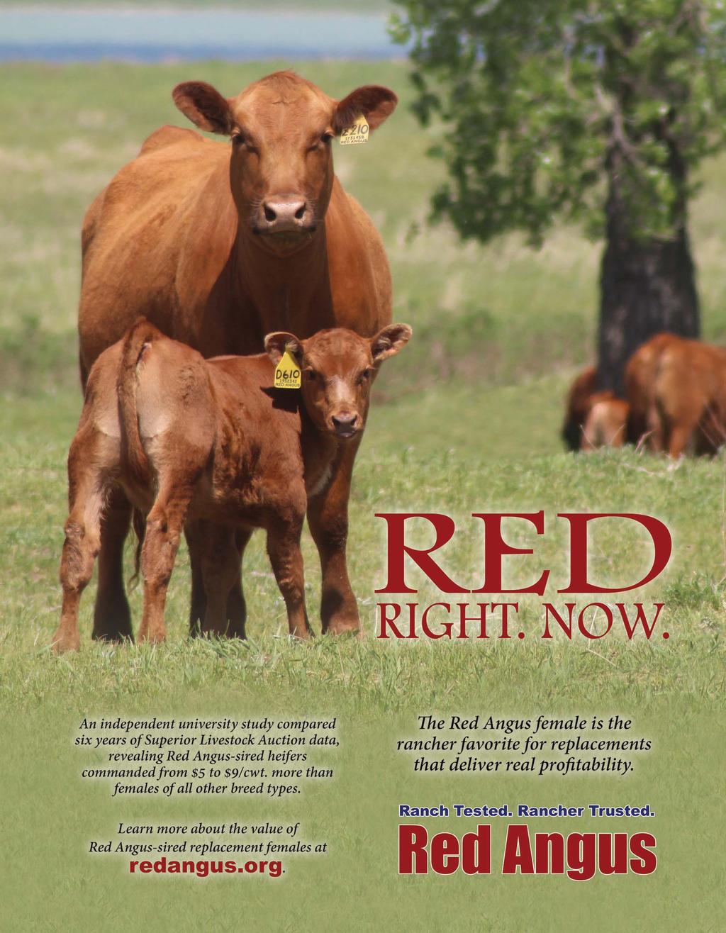 32 Milk Creek Reds Bull Sale Catalog