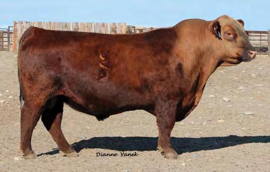Reference Sires BIEBER H HUGHES W109 A REG.