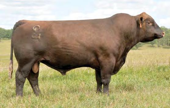 00 66% 89% 69% 47% 67% 70% 5% 42% 46% 69% 47% 82% 32% 68% 44% 40% We added 0057 to the AI-sire line-up due to type of females that we expect him to produce.