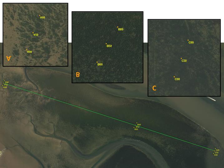 Figure 2. SeagrassNet monitoring transects, using GPS-identified points for each end and the midpoint of permanent Transects A, B and C in Great Bay, New Hampshire.