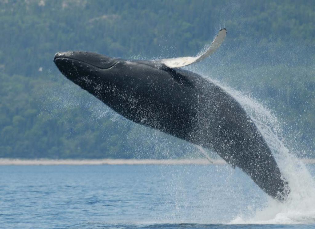 Photographs courtesy of Tourisme Quebec Along the Whale Route, there are multiple ways to experience whale watching with excursions on water and on land.