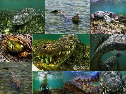 The Crocs Crocodiles. One of the most misunderstood and vilified animals on the planet, engendering a high degree of public fear and loathing.