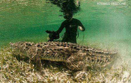 In the heart of the Chinchorro Biosphere Reserve American crocodiles can be found lazing around in shallow seagrass beds.