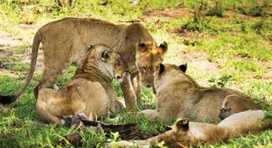 You can learn all about Ulusaba as