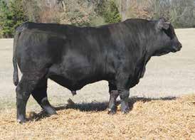 Mc Kear Fa Bus SAV Ten Speed 0 Reference Sire This sire group of SAV Ten Speed bus is truy an exciting piece of the sae offering.