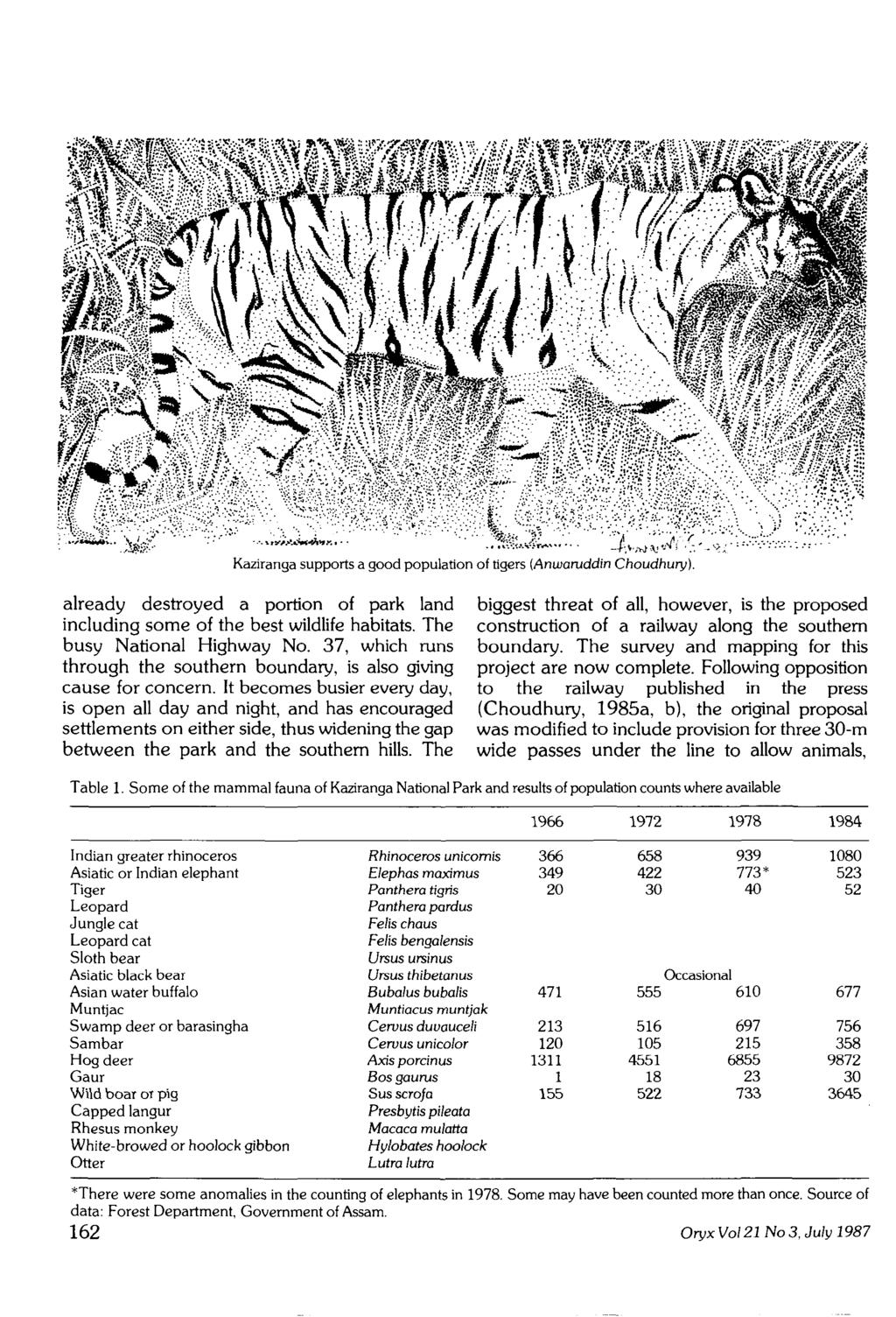 '.-.*.»fli*w'$3& iv-:v^3.-:':'^:\^\/::l Av-'A--.:.f-:.'-f "^ ' 'i.-. \-\ Kaziranga supports a good population of tigers (Anwaruddin Choudhury).