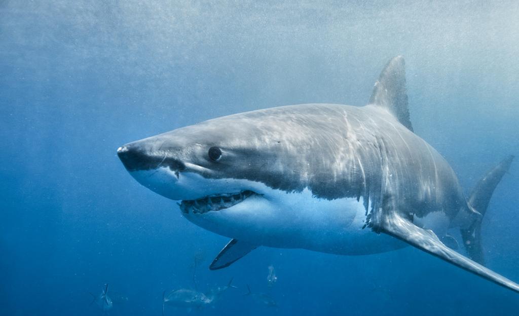 special report SHARKS AREN T SCARY WELL, there are definitely some out there that are a bit scarylooking, but the truth is that sharks are almost no threat to humans at all.