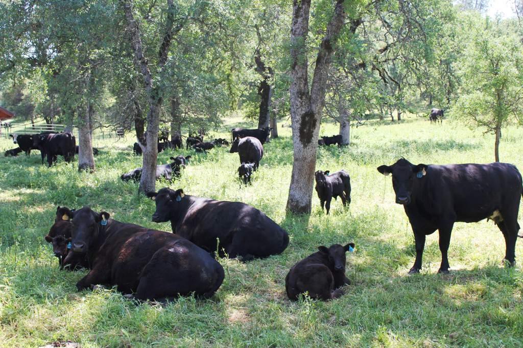 Livestock Happy California cows and calves in May The ranch is set up for an awesome year round cattle ranch or equestrian center.