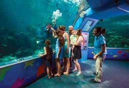 Cruise back to Townsville with SeaLink Queensland and visit Reef HQ, the world s largest living coral reef aquarium.