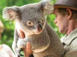 hhreturn ferry transfers to hhall day bus pass for hhkoala Sanctuary tour at hhadmission to Reef HQ Townsville hhadmission to the Museum of Tropical Queensland Departs: Daily from Townsville Returns: