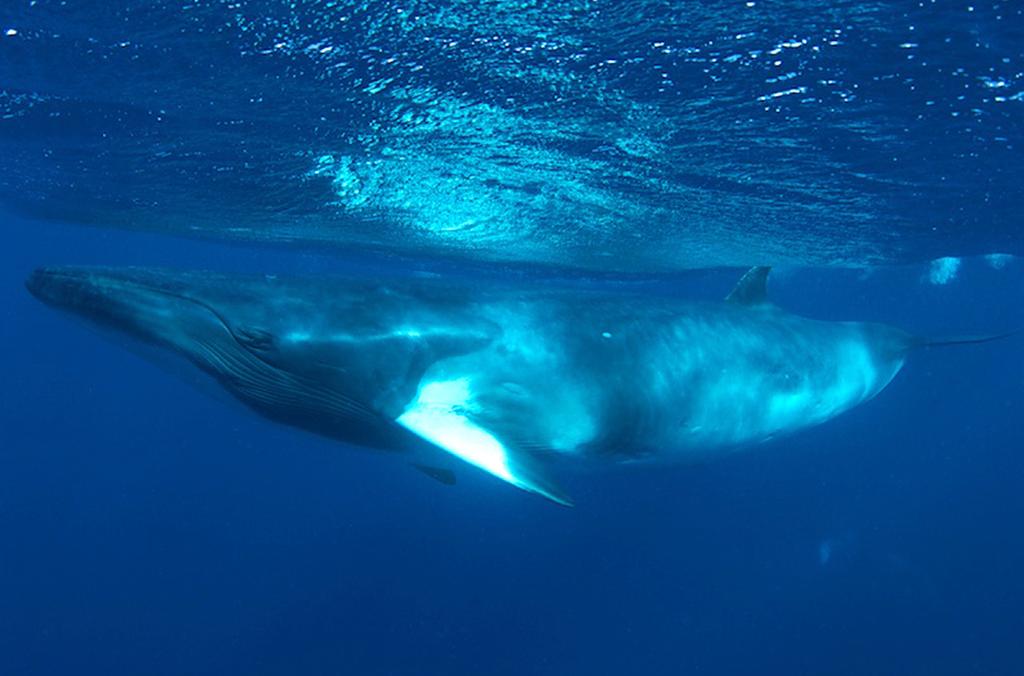 SEACOLOGY Swim with Minke Whales in Australia June 27 - July 5, 2015 Join Seacology s first trip to Australia and embark on an exciting marine adventure.
