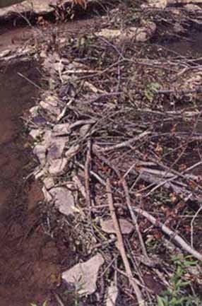 36 Močnejši tok zahteva trdnejše temelje. Okoli 2 metra dolge palice s premerom približno petih centimetrov bobri uprejo v brežino v smeri proti toku pod kotom 30 stopinj.
