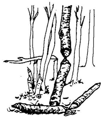 40 prehranjeval z lesko (Margaletić in sod., 2006). Podira drevesa vseh velikosti, čeprav med večjimi premeri prevladujejo vrste, ki so mu ljubše.