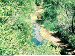 Pedro River in Arizona after 10 years of