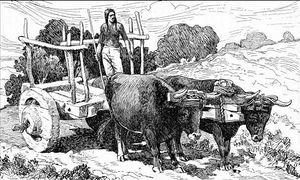 Mission Economy The missions were important to agricultural production. Each had a ranch for raising the sheep, goats, and cattle that supplied necessities like meat, wool, milk, cheese, and leather.
