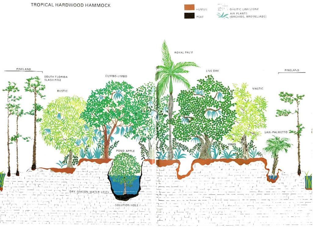 Tropical Hardwood Hammock: Plants of Caribbean/Neotropical origin, high diversity,