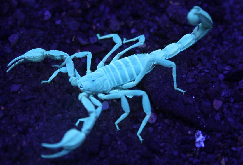 Scorpion Background Approx.