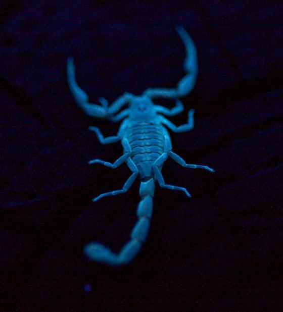 Importance in Florida Scorpions are major invertebrate predators May represent healthy environment Don t disperse well