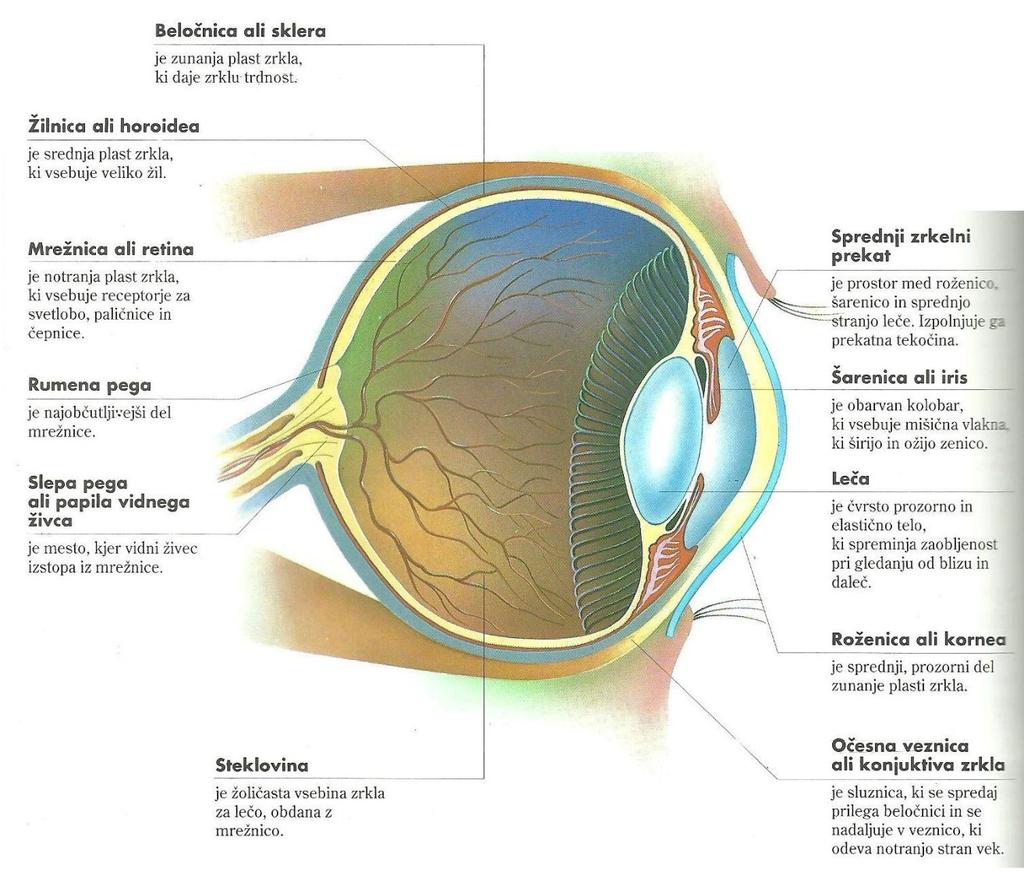 Slika 4: Sestava človeškega očesa. (vir: Arnau, E. (21): Človeško telo. Tehniška založba Slovenije.