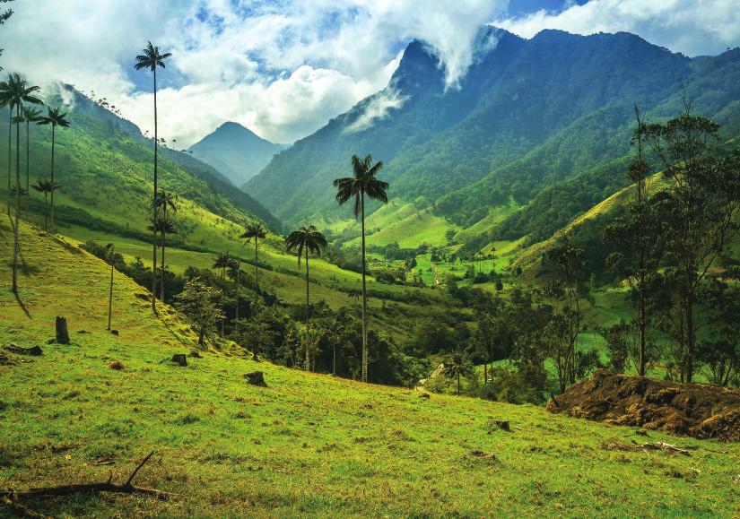 We explore the beautiful Cocora Valley on Day 5. snow-topped mountains.