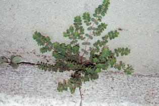 90 Milovi}, M. & Randi}, M.: New localities of Euphorbia prostrata... It is similar to the species E. chamaesyce and E.