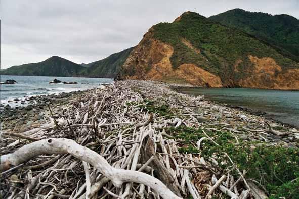 steep coastal scarps Coastal scarps characterise the Cook Strait ecological district.