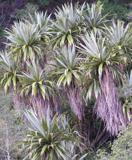 Mountain cabbage tree Toii or mountain cabbage tree (Cordyline indivisa) is a striking feature of the upland forests.