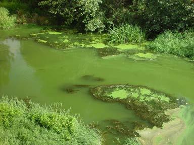Algunhas sustancias liberadas por algas e Cianobacterias inclúen