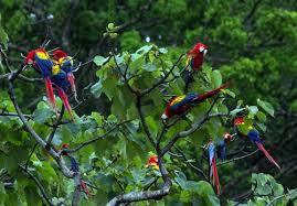This is a short and easy walk through a very nice patch of secondary forest, where you will have the chance to see up to 4 different kind of monkeys, scarlet macaws and may other species