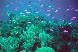 CORAL REEFS Coral reefs are tropical, shallow-water ecosystems that have very high productivity and biodiversity.