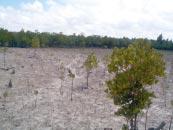 6: Satellite image of mangrove coverage in Mtoni Kijichi. Dar es Salaam The mangrove forest at Mtoni Kijichi shows considerable degradation.