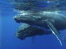 MARINE MAMMALS MARINE MAMMALS Marine mammals are warm-blooded animals that spend the majority of their lives in or near the sea.