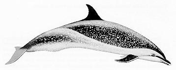 dolphin (Stenella longirostris), pan-tropical spotted dolphin (Stenella attenuata), Risso s dolphin (Grampus griseus), roughtoothed dolphin (Steno brendanensis),