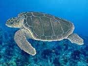 The Leatherback and Hawksbill are classified (by the IUCN) as Critically Endangered because of a population decline of over 80% in the past 50 years while the others are categorised as Endangered.