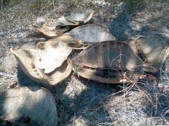 Even today, in some villages such as Fig. 2: Discarded turtle shells in Mtwara.