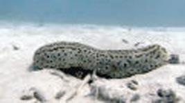 Sea Cucumbers There are about 1200 species of sea cucumber that have been described worldwide, with about 300 species in shallow water within the Indo-Pacific region.