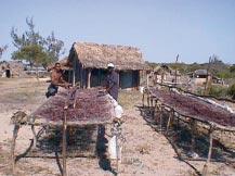 Fig. 3: Seaweed is laid out to dry outside under the sun. grow and can be cultivated year round, but prices are low (about 70 Tsh per kilogram).