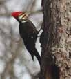 most exciting birds to glimpse in the woods.