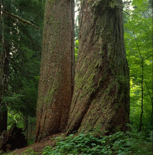 Situated among Douglas firs, western red cedars, and western hemlocks, visitors can experience the beauty and complexity of an old-growth forest.