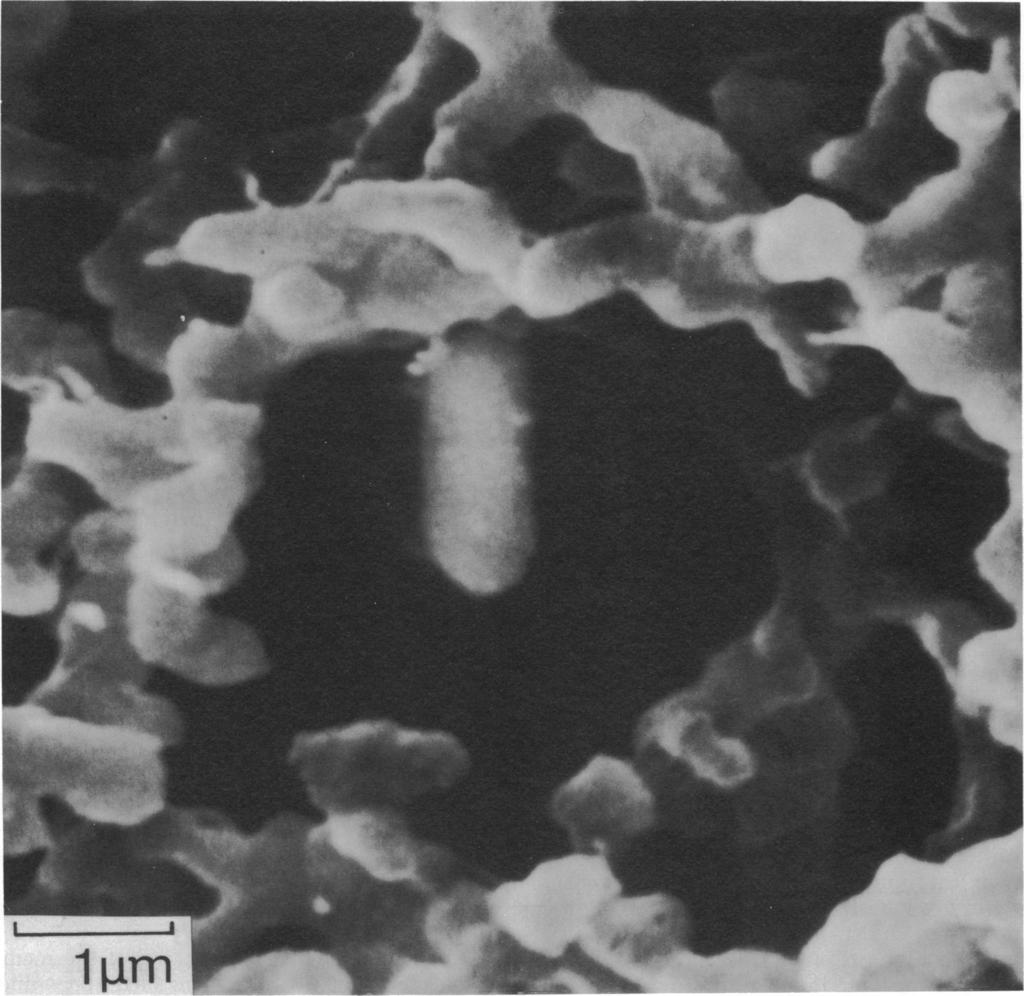 69 SLADEK ET AL. APPL. MICROBIOL. Downloaded from http://aem.asm.org/ FIG. 6. Scanning electron micrograph of E. coli on 2.4-pum surface opening diameter cellulose ester membrane. TABLE 2.