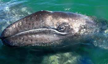 JANUARY 23 Enjoy a full day of spectacular Grey Whale (Eschrichtius robustus) watching in the magical San Ignacio Lagoon (approximately 45 minute drive), using small skiff and panga boats to truly