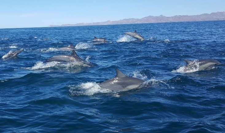 JANUARY 25 Spend the entire day exploring the Loreto Marine Park in the Sea of Cortez, using small skiff or panga boats to allow for an intimate wildlife
