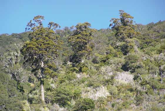 giant forest trees Lowland forests throughout the Sounds have mostly been logged of their big old podocarp trees.