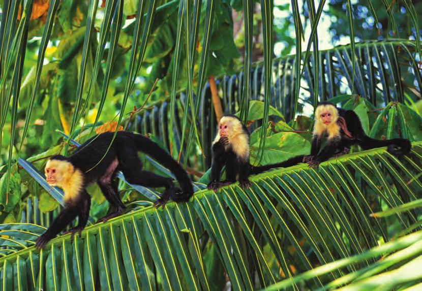 Capuchin monkeys abound in Costa Rica s rain forests. that attracts waterfowl, alligators, and iguanas.