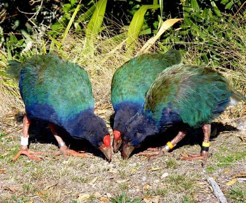 Fauna Notes Takahe romance ends in tragedy Anatori will shortly move with her new partner to join the growing takahe colony on Motutapu but Mahuika's new mate has been found dead.