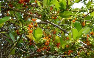 Flora notes Birds grow plump on Tiritiri's tasty fruit crop The wide range of fruits produced by the Island's flowering trees are a crucial source of food for birds and, in the past, for humans as