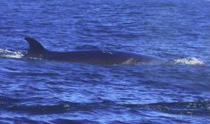 Humpback whale Minke whale Blue (Balaenoptera musculus), humpback (Megaptera novaeangliae), sei