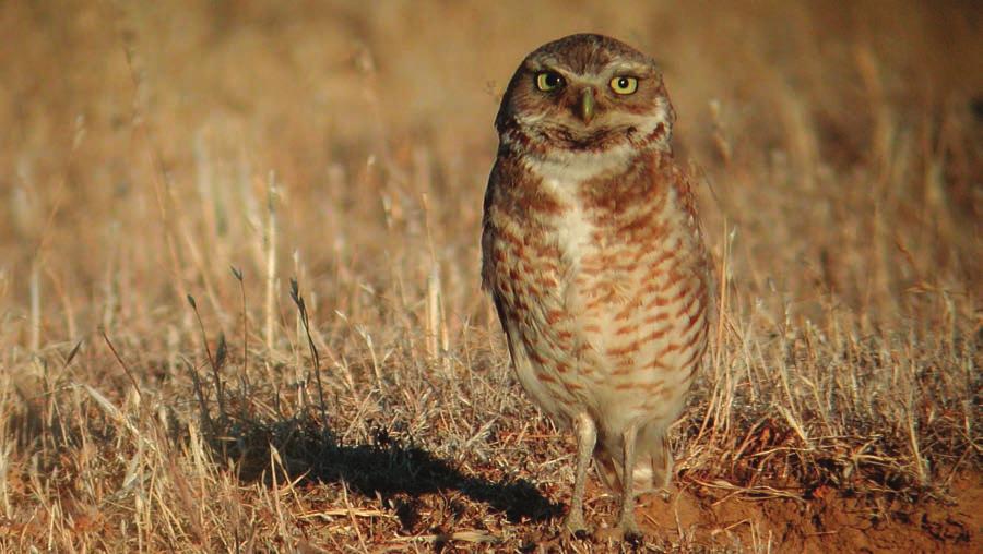 Burrowing owl, BC.