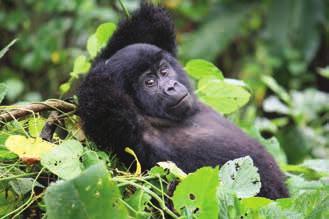 Gorillas & lake bunyonyi safari ( days) tou/b5 Price per person sharing a double room starting from USD,568 in a group of people Transfer to Bwindi Gorilla Forest Camp Half Board Gorilla Trekking