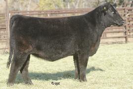 Big Picture Genetics from Valerie 701T! Lot 3A GVC VALERIE 018Z AMAA COW 428725 50.